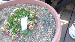 DSC00250.JPG