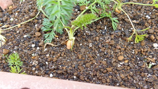 DSC00344.JPG