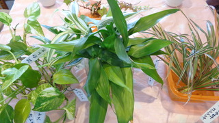 DSC00744.JPG