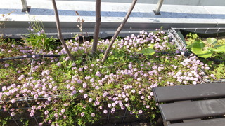 DSC00774.JPG