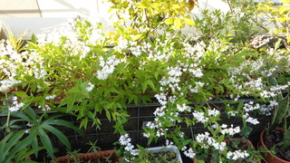 DSC00835.JPG