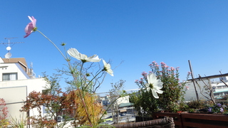 DSC02482.JPG