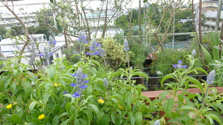 DSC08610.JPG