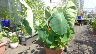 DSC08665.JPG