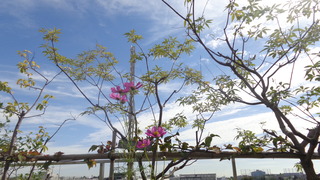 DSC09233.JPG