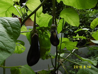 P1000563.JPG