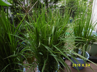 P1000708.JPG