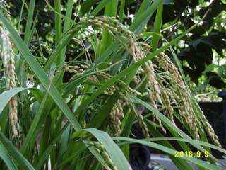P1000871.JPG
