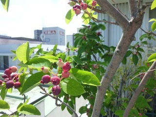 P1150929.jpg