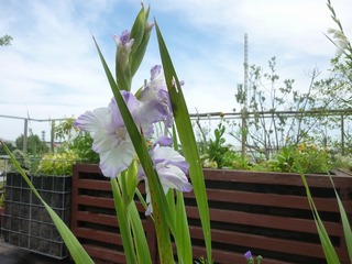 s-P1130271.jpg
