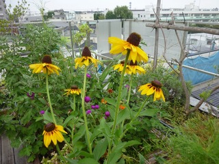 s-P1130709.jpg